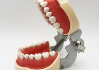 수지 치아 연구 모형들 조직학, 비 유독한 직교 벽개면이 있는 톱니 모델