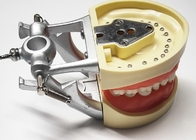 수지 치아 연구 모형들 조직학, 비 유독한 직교 벽개면이 있는 톱니 모델